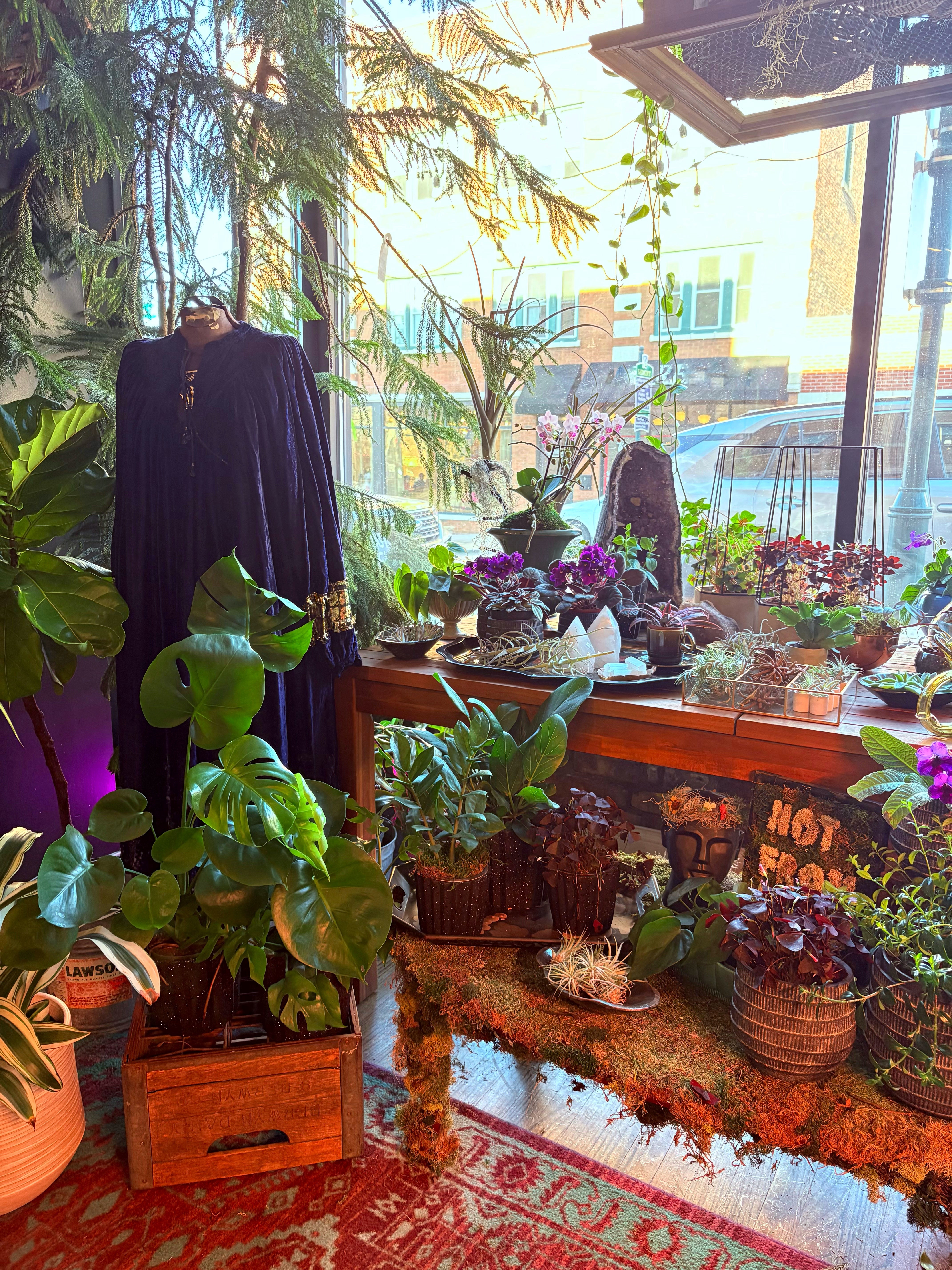 Pots & Planters | Aster Gardens