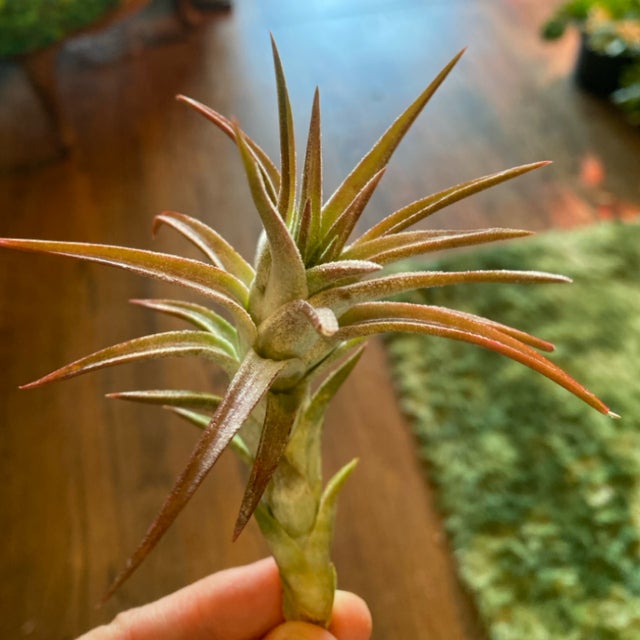 Air Plants | Aster Gardens