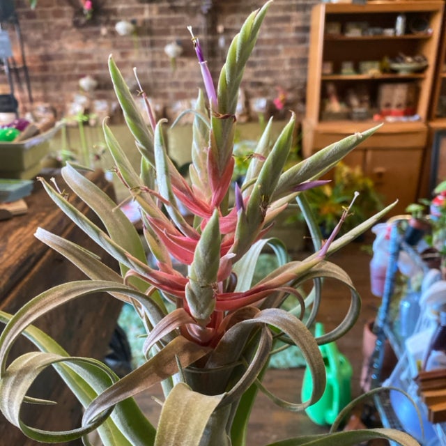 Air Plants | Aster Gardens