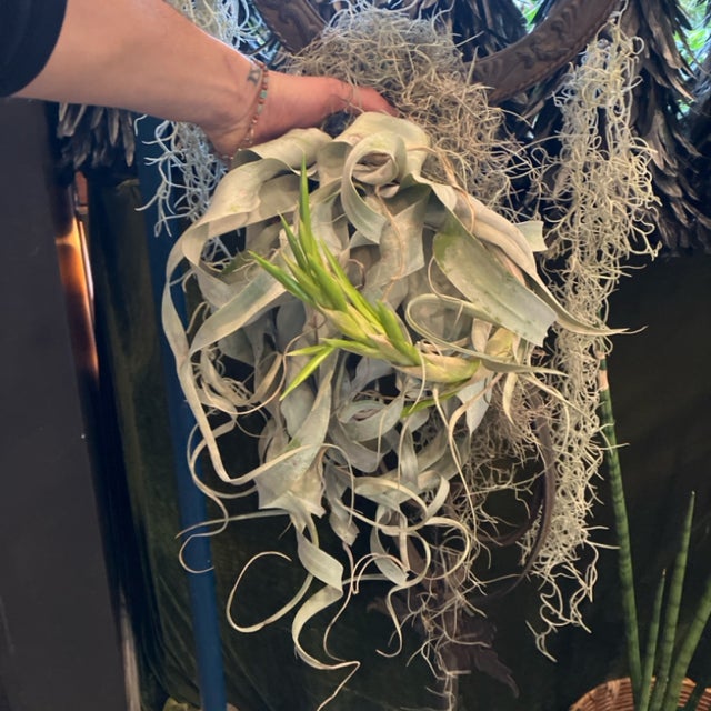 Air Plants | Aster Gardens