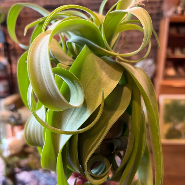 Air Plants | Aster Gardens