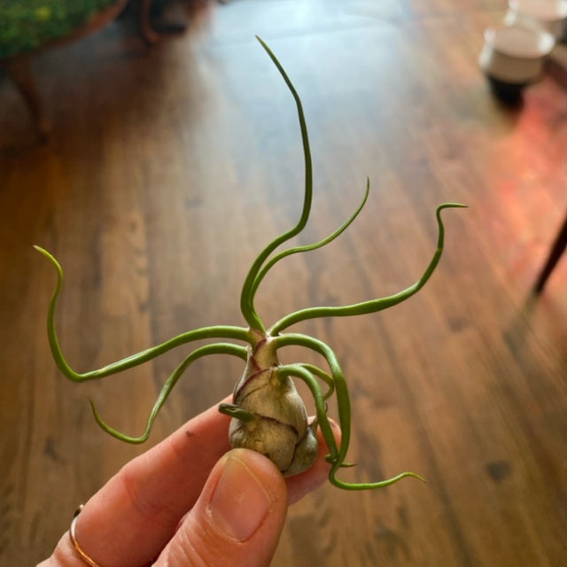 Air Plants | Aster Gardens