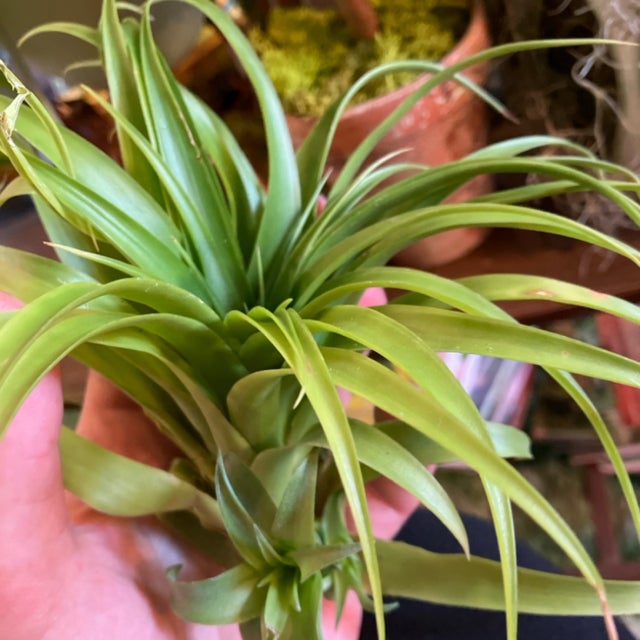Air Plants | Aster Gardens