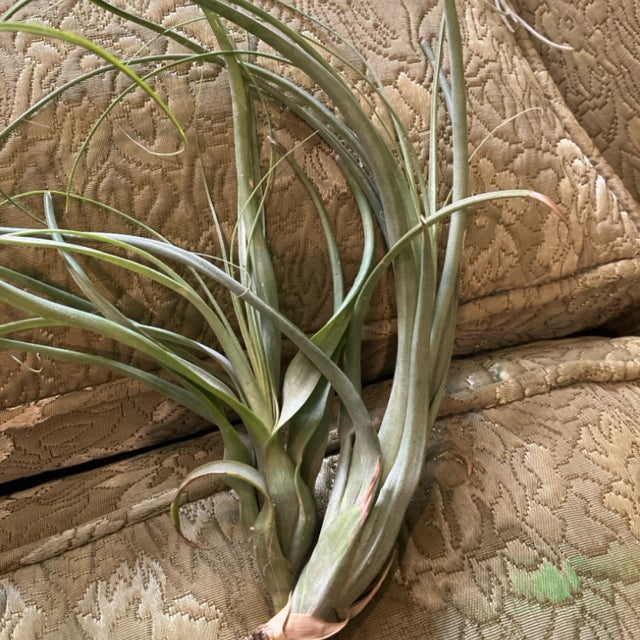 Air Plants | Aster Gardens