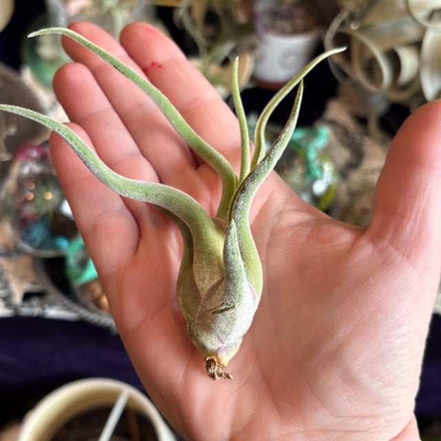 Air Plants | Aster Gardens