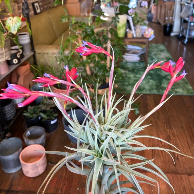 Air Plants | Aster Gardens