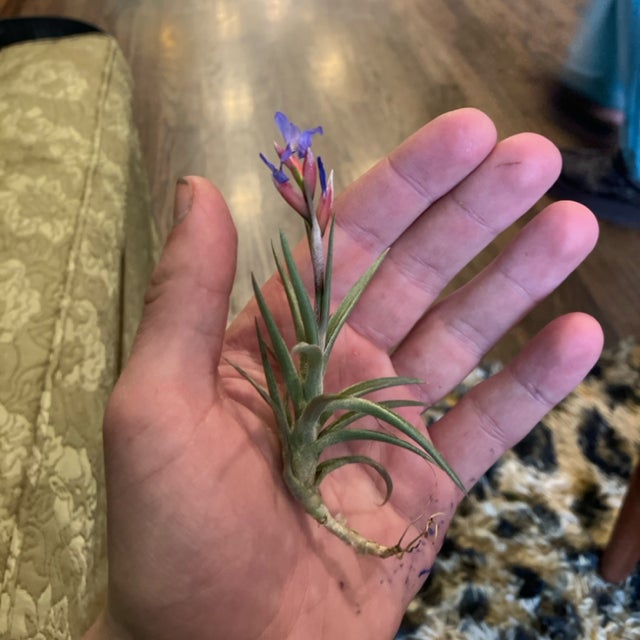 Air Plants | Aster Gardens