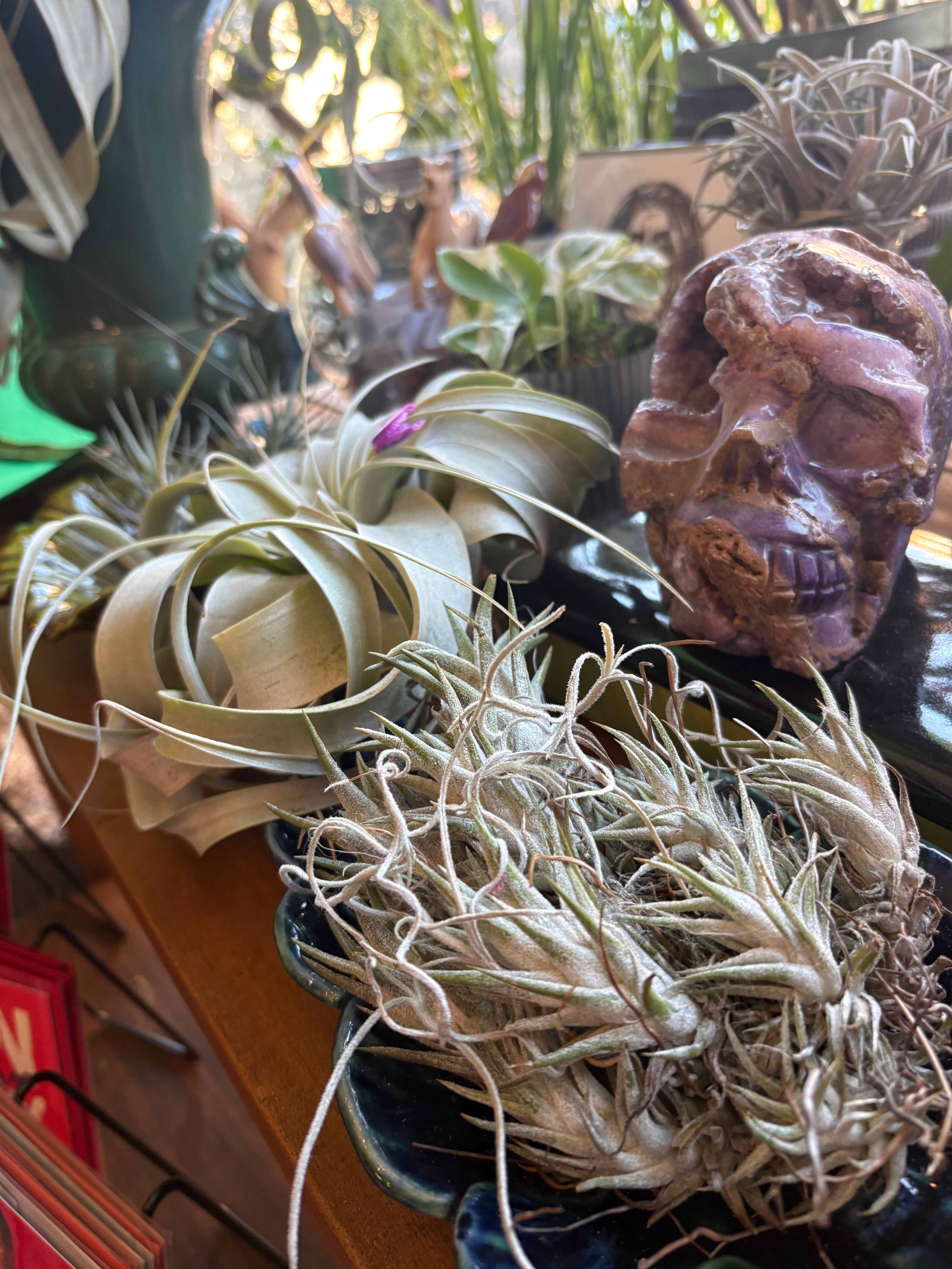 Air Plants | Aster Gardens