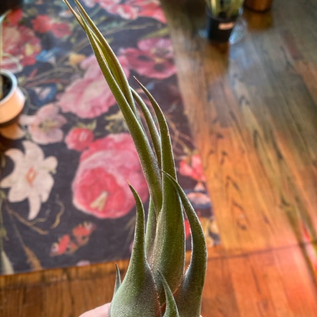 Air Plants | Aster Gardens
