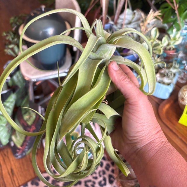 Air Plants | Aster Gardens