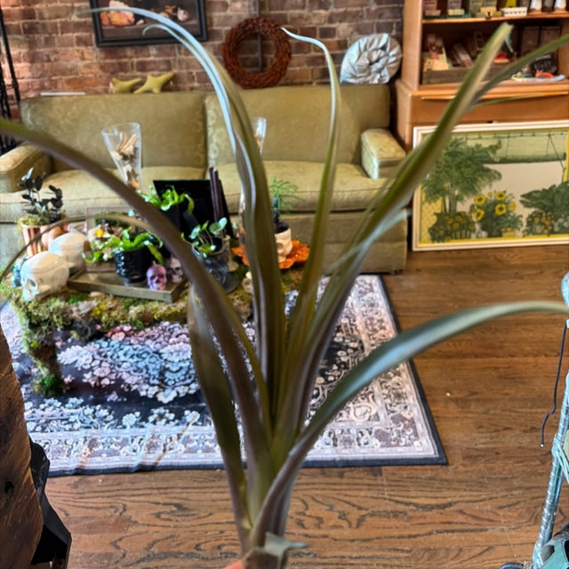 Air Plants | Aster Gardens