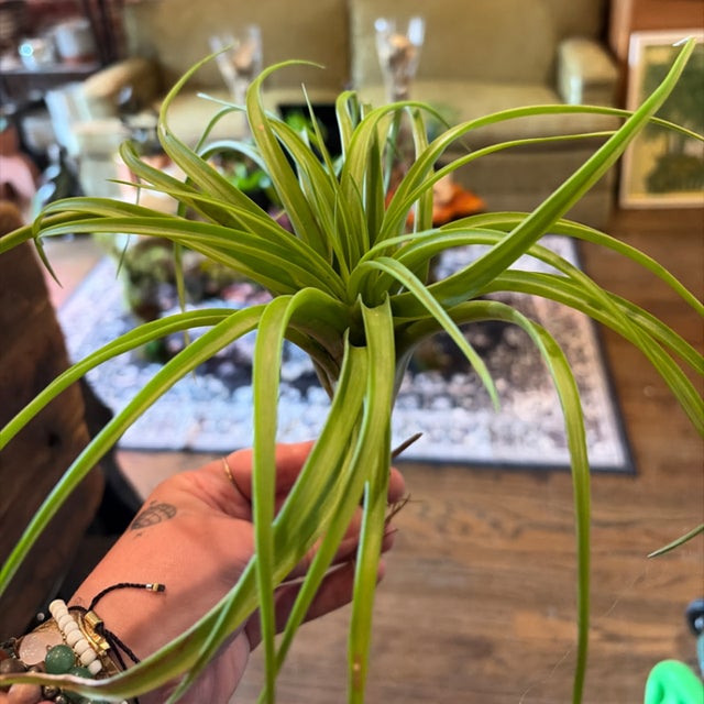 Air Plants | Aster Gardens