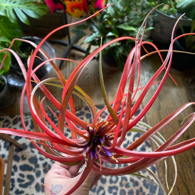 Tillandsia ’GP2016’ Air Plants | Aster Gardens