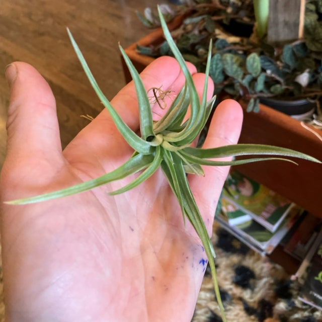 Air Plants | Aster Gardens